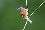 Eastern Bluebirdborder=